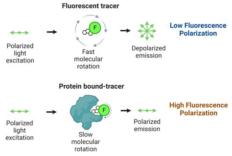 what is fluorescence polarization